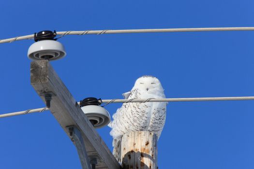 Snowy Owl Winter Canada