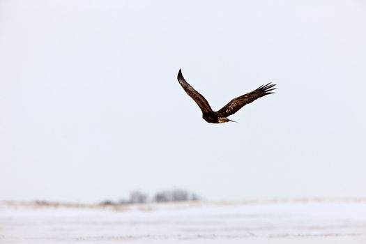 Golden Eagle in Flight Canada