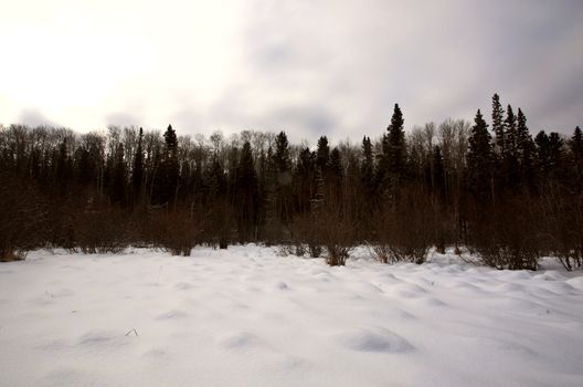 Snow Scene in Winter Canada