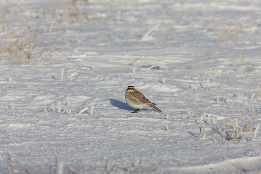 Horned Lark in Winter