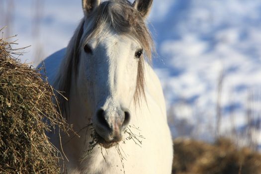 Horses in Winter Storm