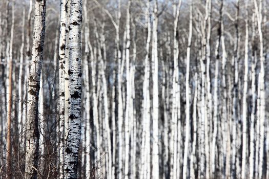 Aspen trees Saskatchewan in Winter