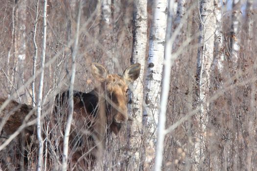 Moose in Winter Canada