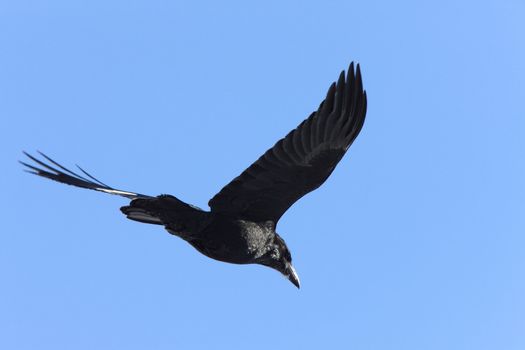 Raven in Flight