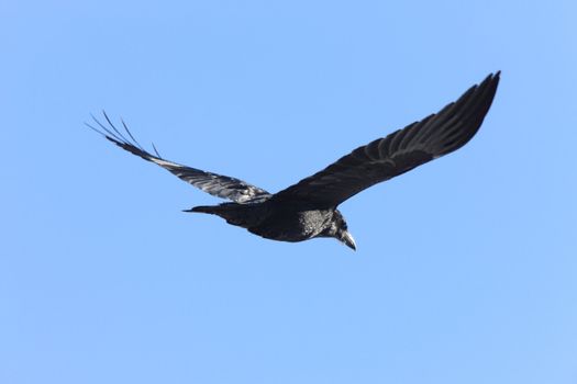 Raven in Flight