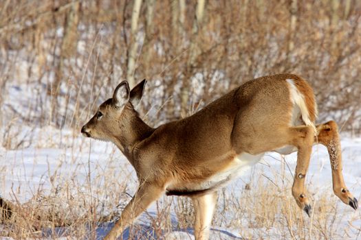 Whitetail Deer in Winter