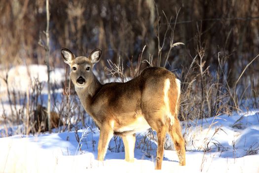 Whitetail Deer in Winter