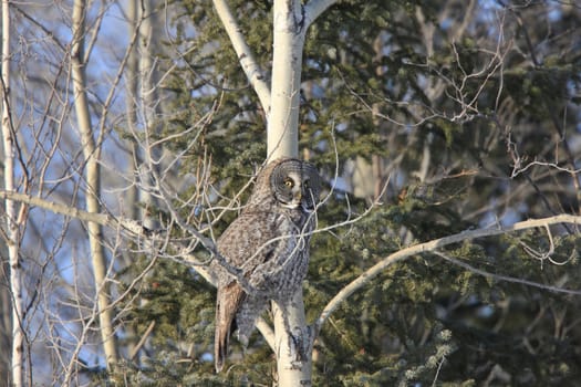 Great Grey Owl in Tree Canada