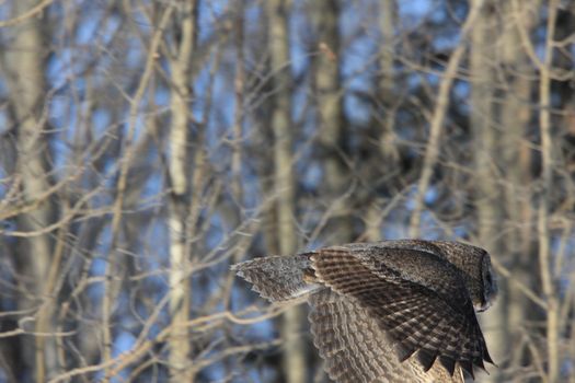 Great Grey Owl in Tree Canada