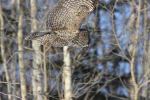 Great Grey Owl in Tree Canada