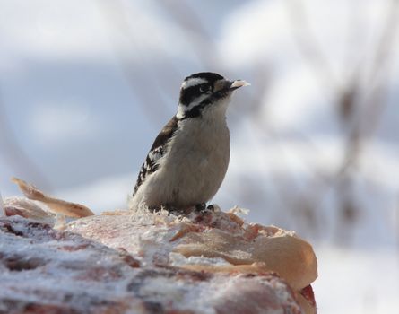 Female Downey Woodpecker in Winter