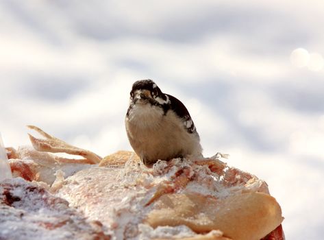 Female Downey Woodpecker in Winter