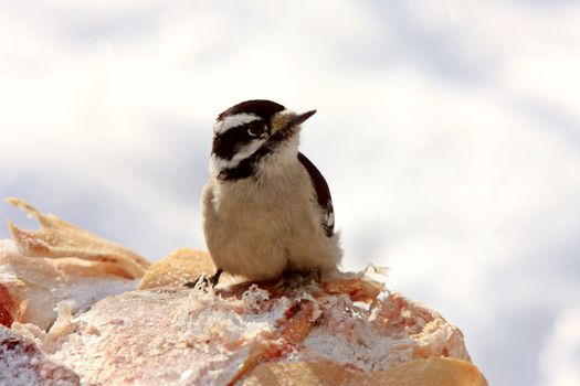 Female Downey Woodpecker in Winter