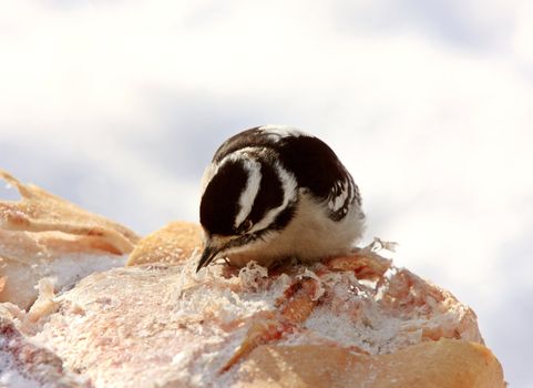 Female Downey Woodpecker in Winter