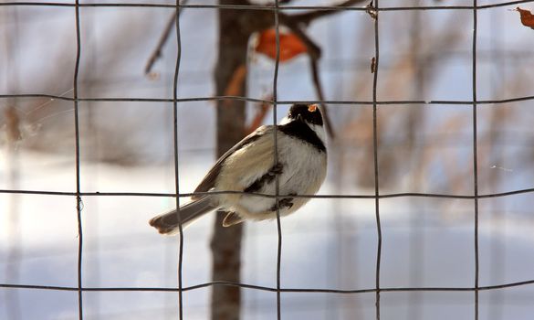 Chickadee in Winter Canada