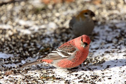 Pine Grosbeak in Winter