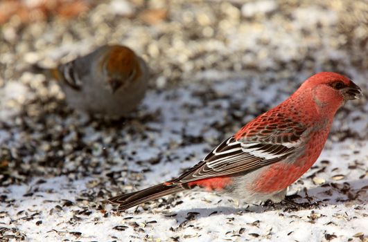 Pine Grosbeak in Winter