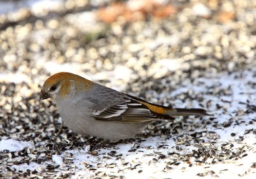 Pine Grosbeak in Winter