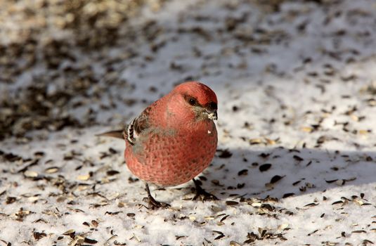 Pine Grosbeak in Winter