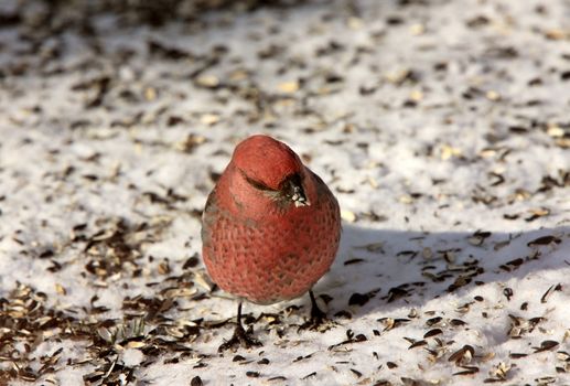 Pine Grosbeak in Winter