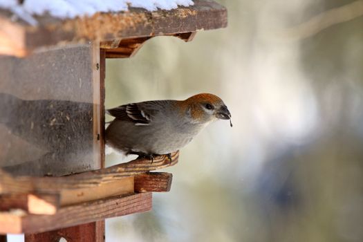 Pine Grosbeak in Winter