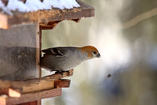 Pine Grosbeak in Winter