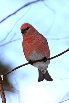 Pine Grosbeak in Winter