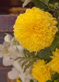 Yellow chrysanthemum closeup with green leaf and blur background.