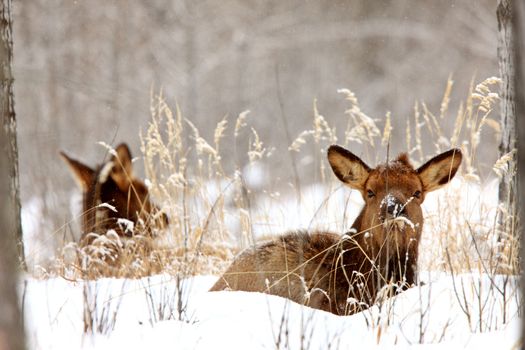 Elk in Winter Canada