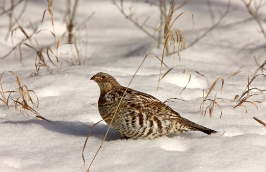 Sharp Tailed Grouse in Winter Canada