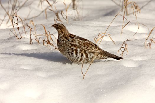 Sharp Tailed Grouse in Winter Canada