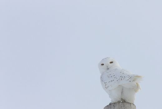 Snowy Owl Canada