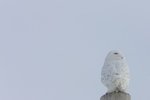 Snowy Owl Canada