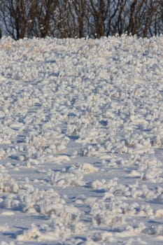 Frost in Field Saskatchewan