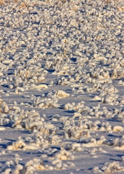 Frost in Field Saskatchewan