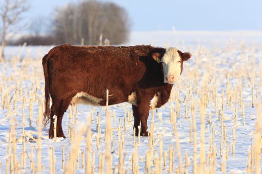 Cow in Frozen Field Saskatchewan