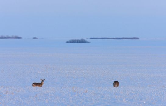 Whitetail Deer in Winter