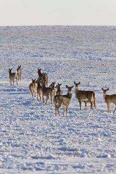 Whitetail Deer in Winter