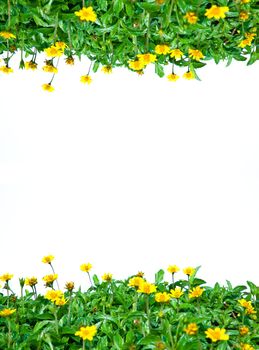 Green leaves and yellow little daisies isolated as frame.