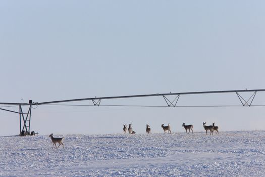 Whitetail Deer in Winter