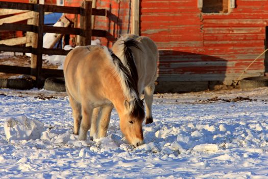 Horses in Winter Storm