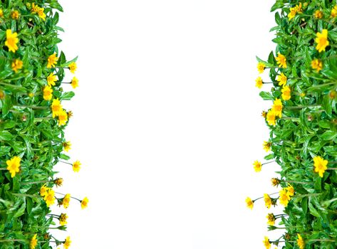 Green leaves and yellow little daisies isolated as frame.