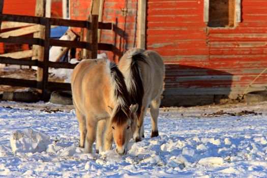 Horses in Winter Storm