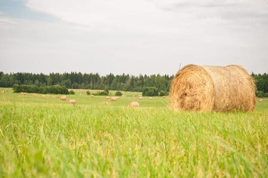 Shot of hay on the field, landscape
