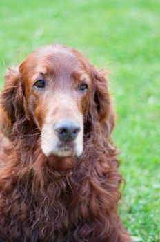 Shot of cute irish setter and green background