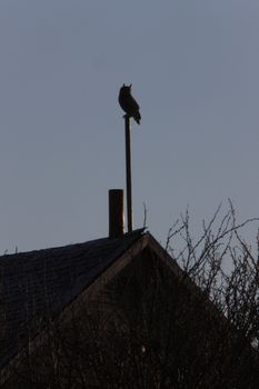 Great Horned Owl on Post Canada