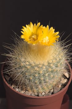 Cactus with blossoms on dark  background ( Parodia ).