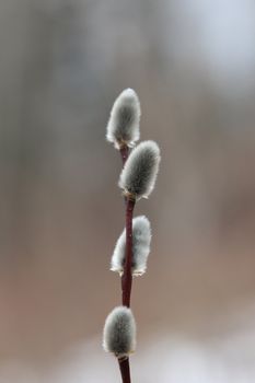 Pussy Willow in Spring