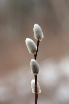 Pussy Willow in Spring
