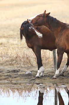 Horses in Pasture Canada